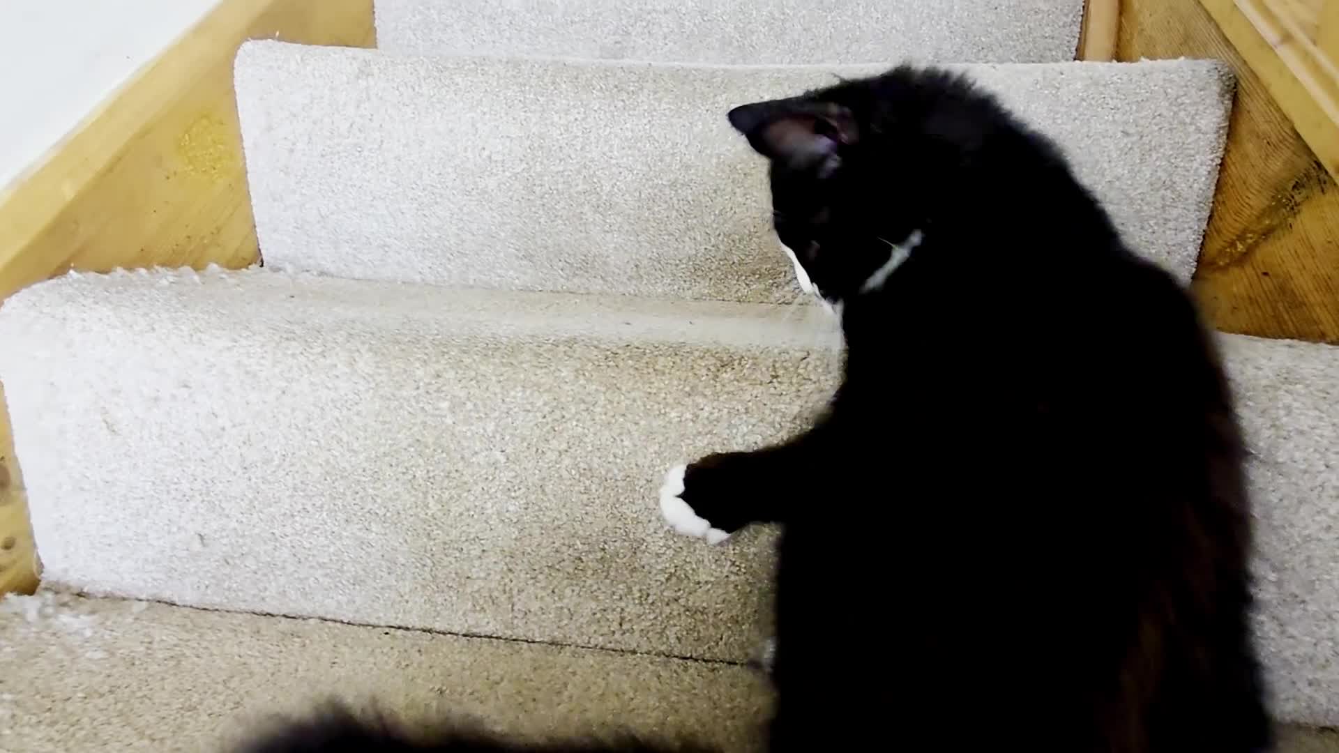 Mixed Breed cats for sale: 4 Maine Coon X Kittens Ready To Leave!!! - Video 3