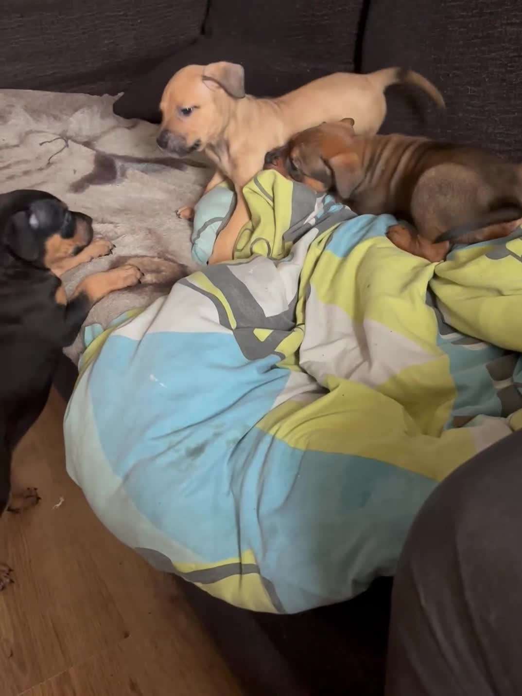 Mixed Breed dogs for sale: mastiffxrottweiler available now last 3 girls left - Video 2