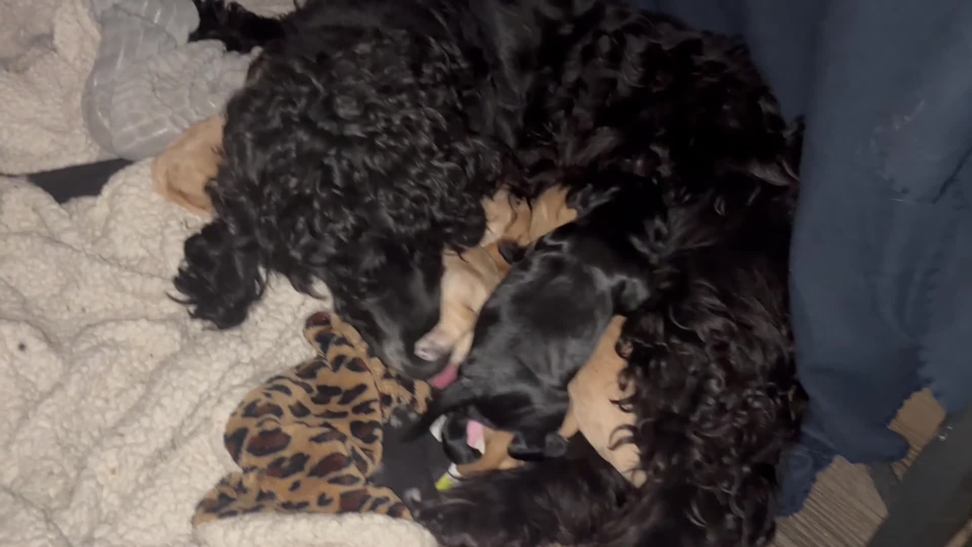 Cockapoo dogs for sale: Cocker spaniel/Cockapoo Pups - Video 3