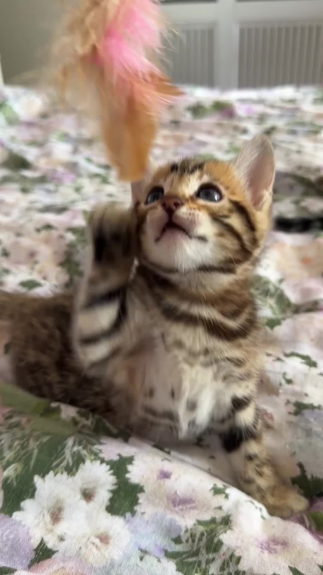 Bengal cats for sale: Beautiful bengal kittens 🐾🐾🐾 - Video 5