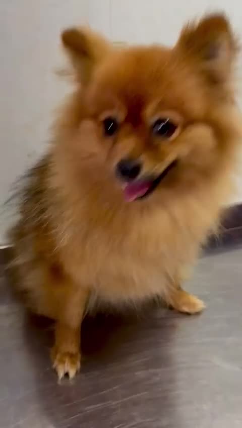 Pomeranian dogs for adoption: Lucy: The Puppy Who Lived Through a Nightmare - Video 2