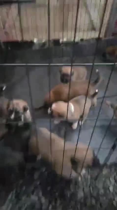 Mixed Breed dogs for sale: Highland Shepherd Puppies!!! - Video 1