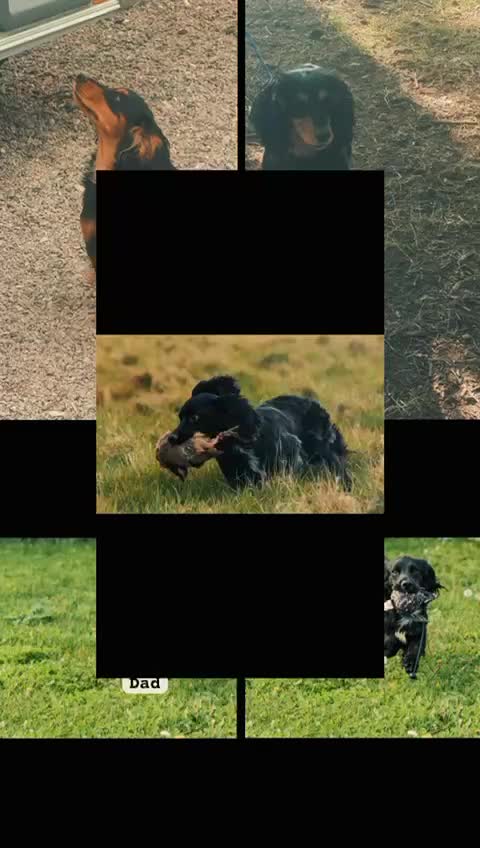 Cocker Spaniel dogs for sale: Working cocker spaniels  - Video 1