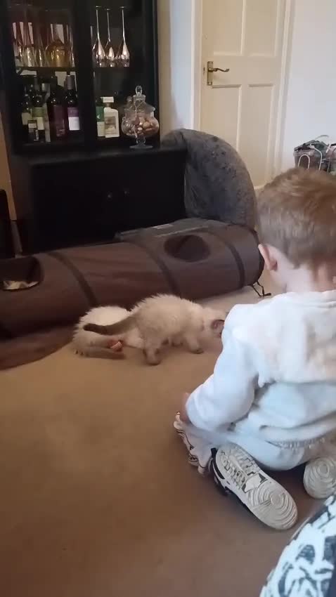 Ragdoll cats for sale: ❤️Amazing Pure Ragdoll Girls Waiting Loving Family - Video 5