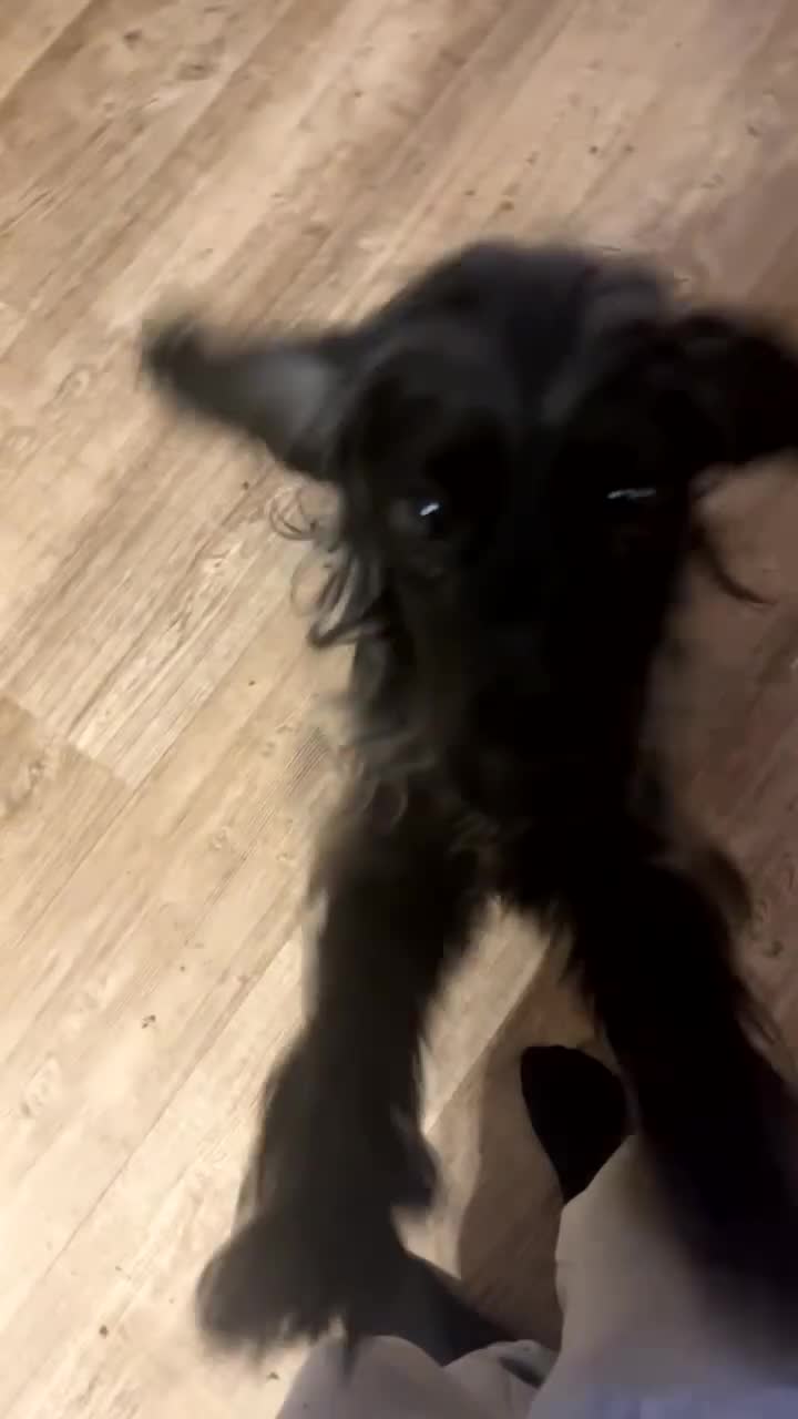 Cockapoo dogs for sale: 💫✨🐶🐾Gorgeous F1B Cockapoos🐾🐶✨💫 - Video 4