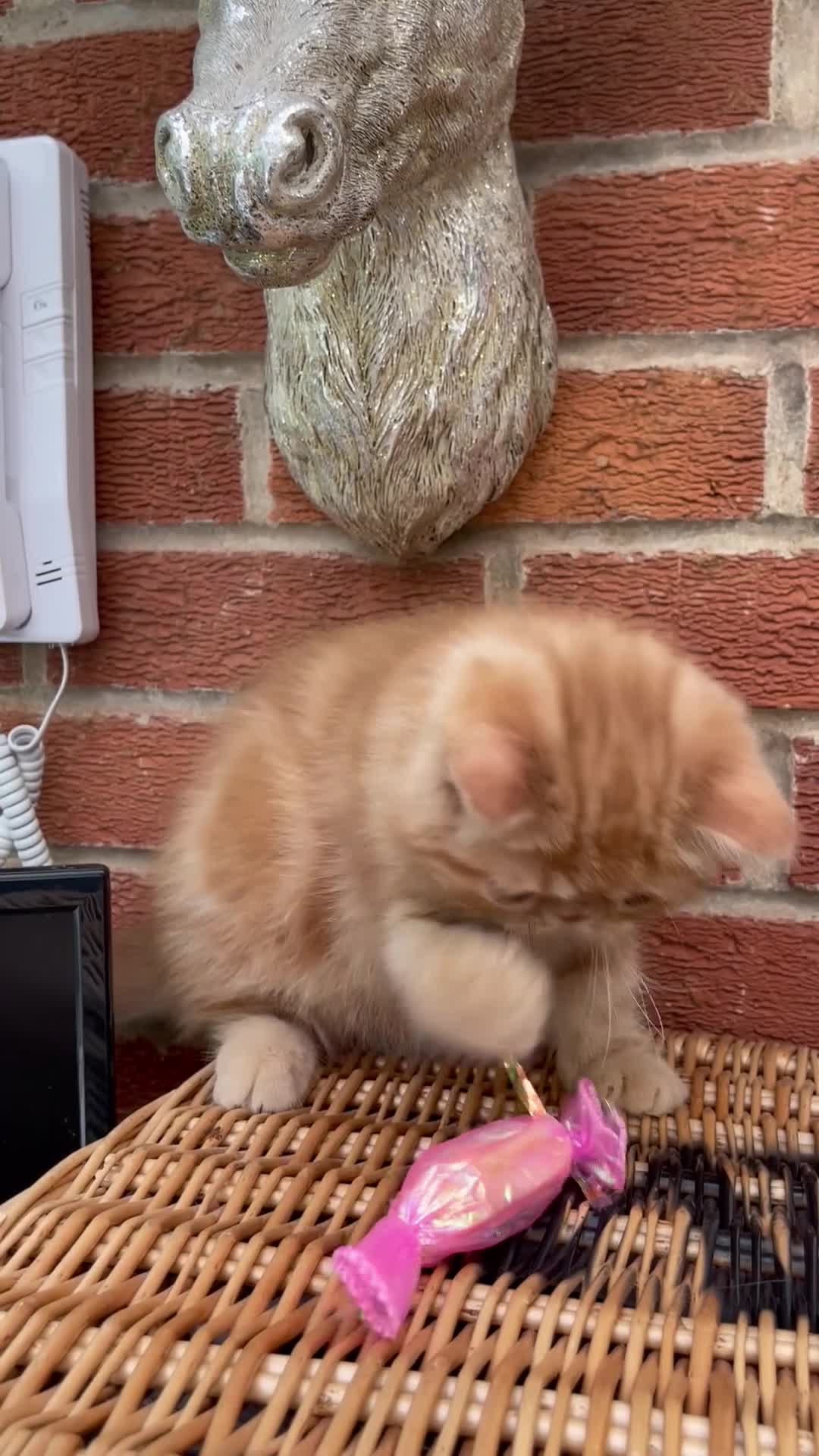 Exotic cats for sale: 💙Beautiful Exotic Shorthair Boy Kittens💙 - Video 5
