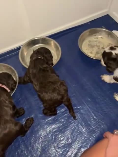 Cockapoo dogs for sale: Ready to leave Minature F1 PRA clear cockapoo pups - Video 4