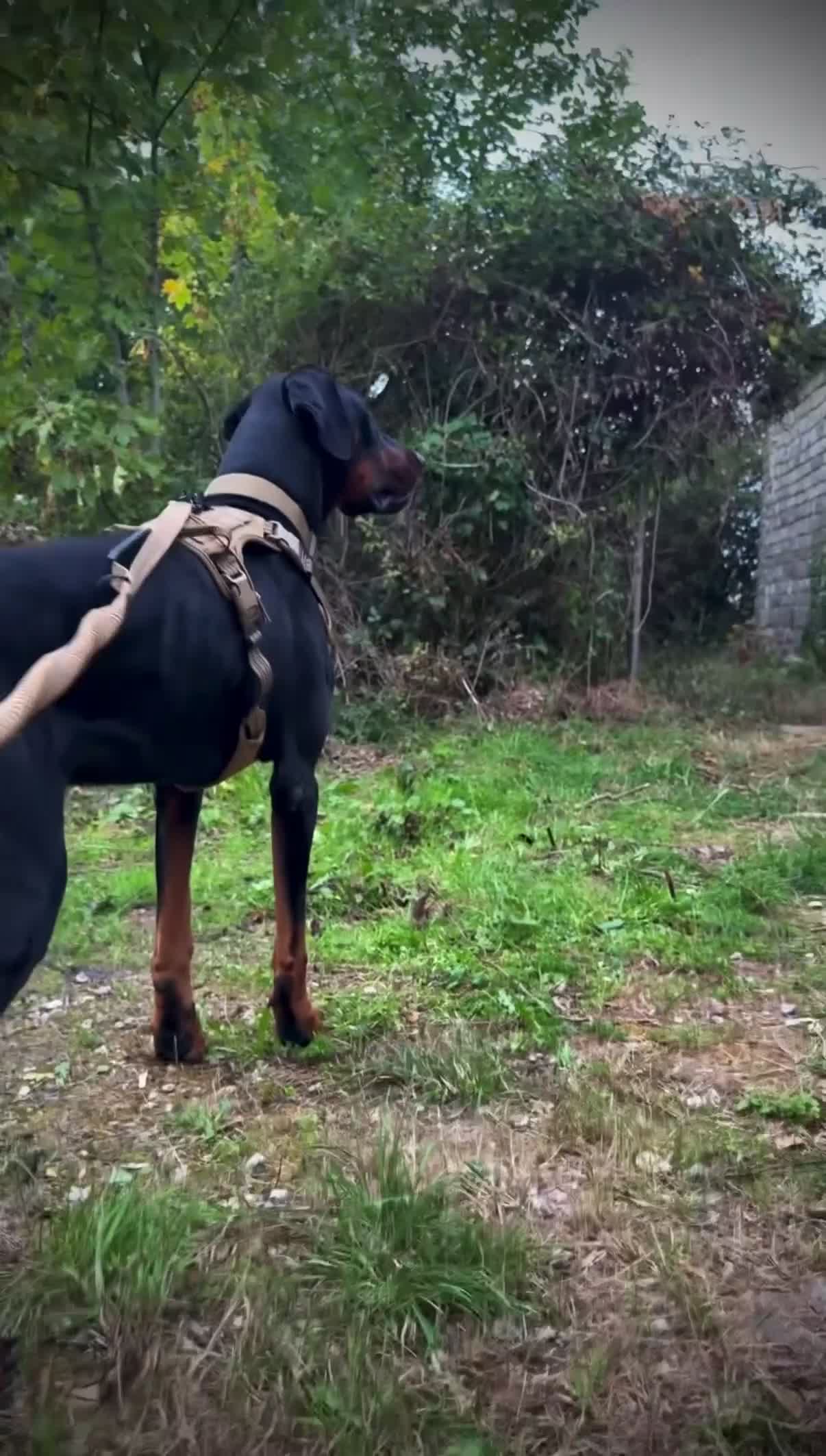 Dobermann dogs for stud: 🖤DIESEL THE STUD — DARK TAN, BIG & HANDSOME🐾 - Video 1