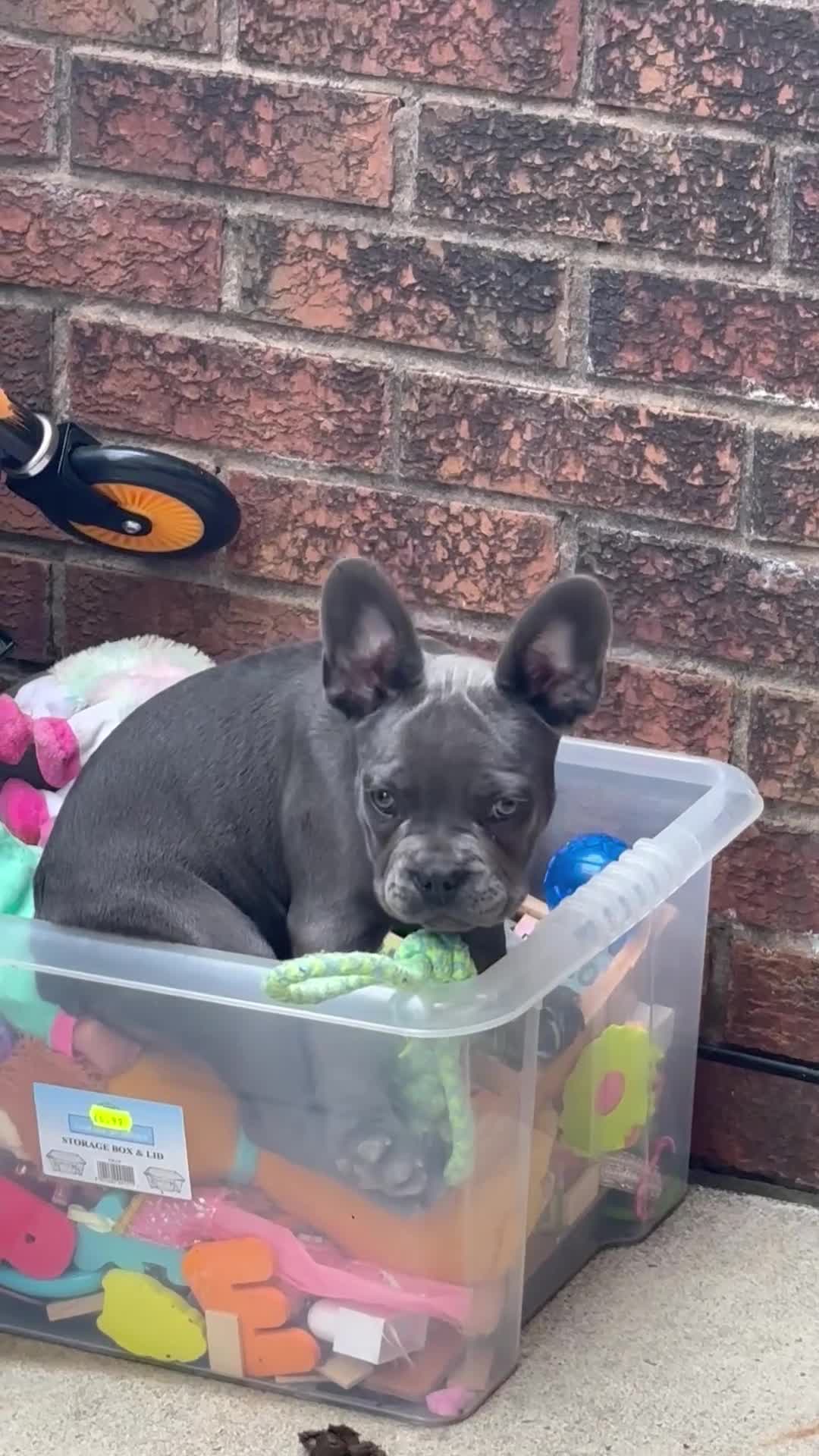 French Bulldog dogs for sale: frenchies - Video 1