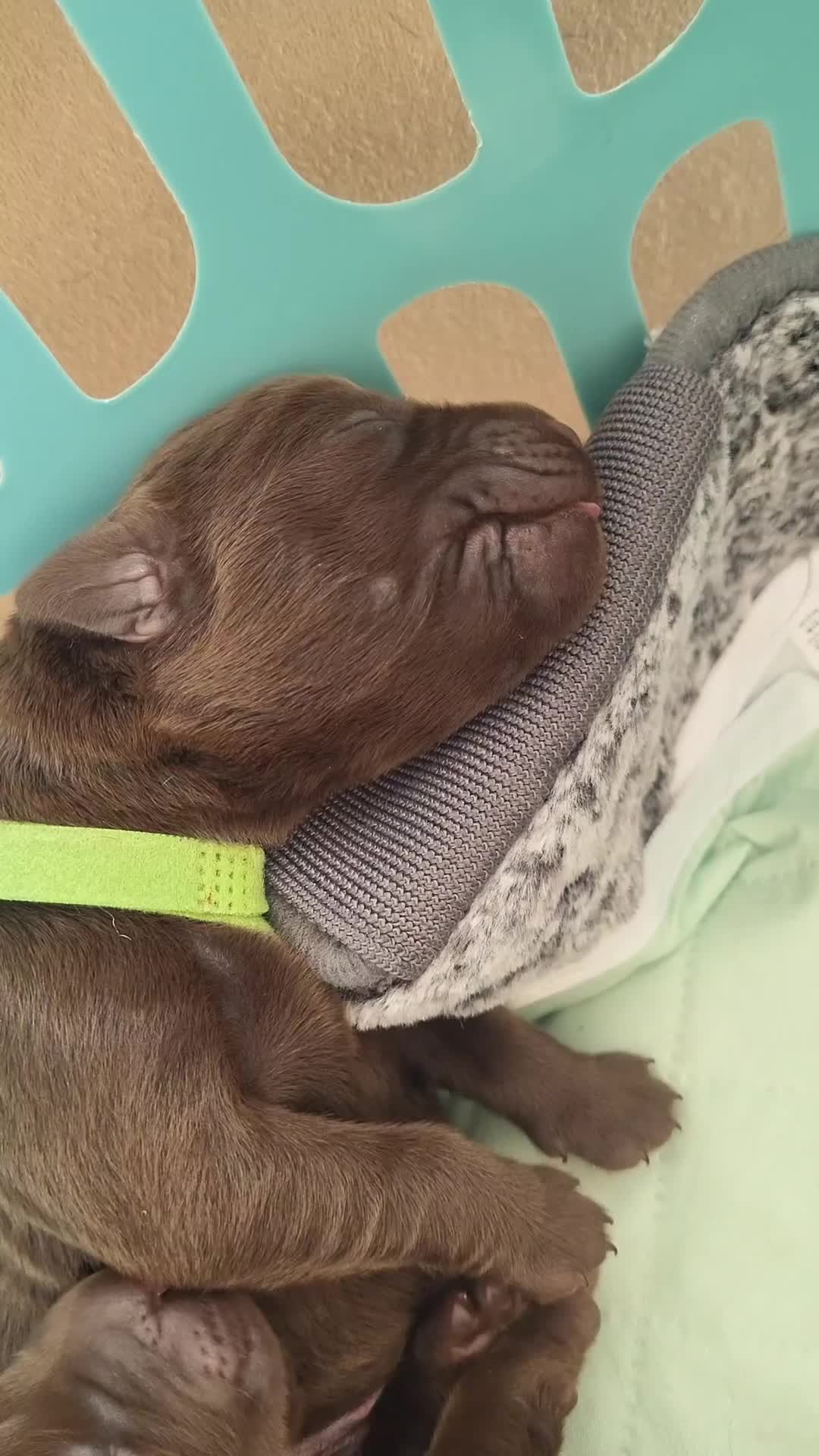 Labrador Retriever dogs for sale: Pedigree Labrador puppies - strong and healthy  - Video 1