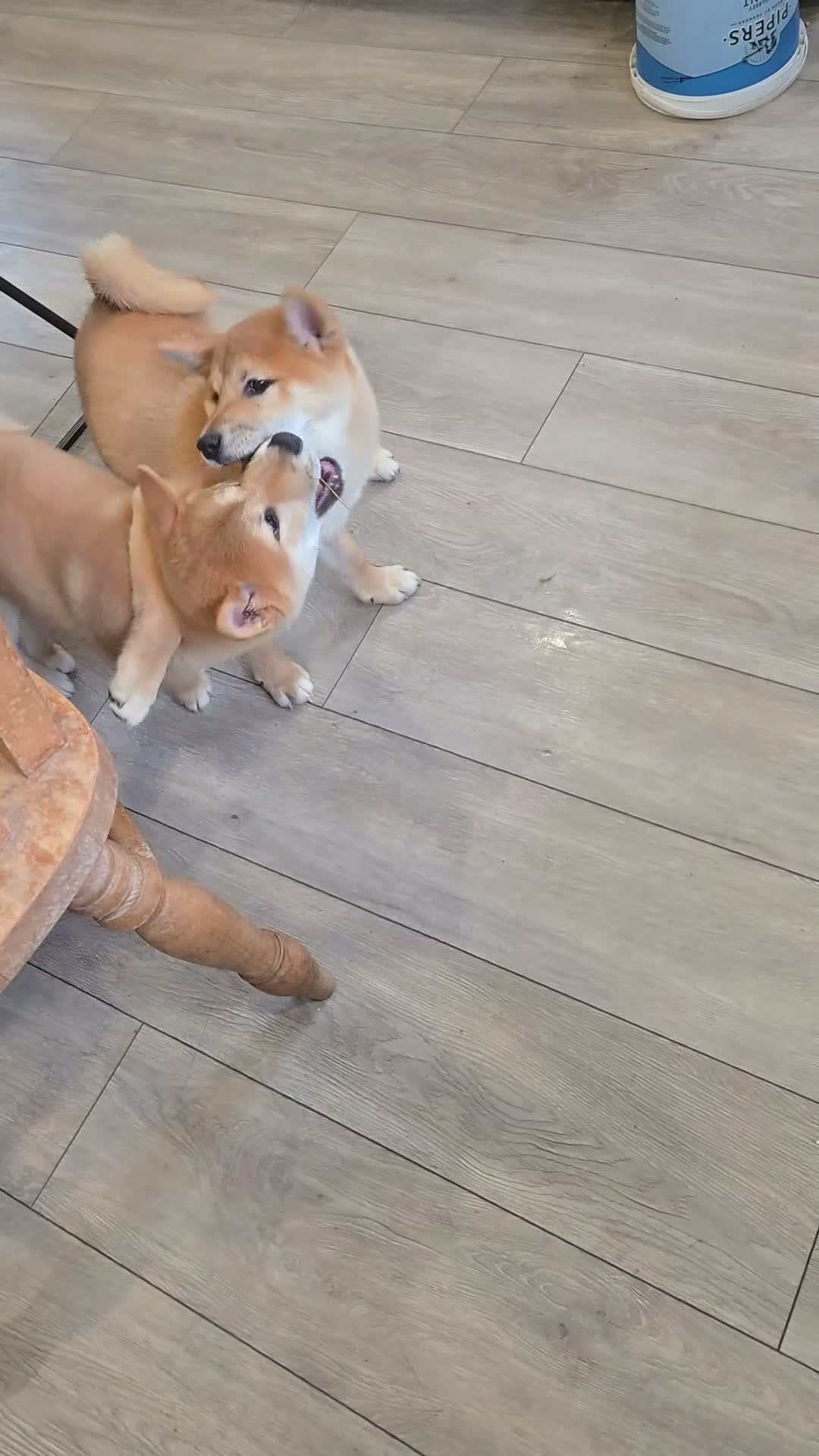 Japanese Shiba Inu dogs for sale: Foxy little shibas - Video 4