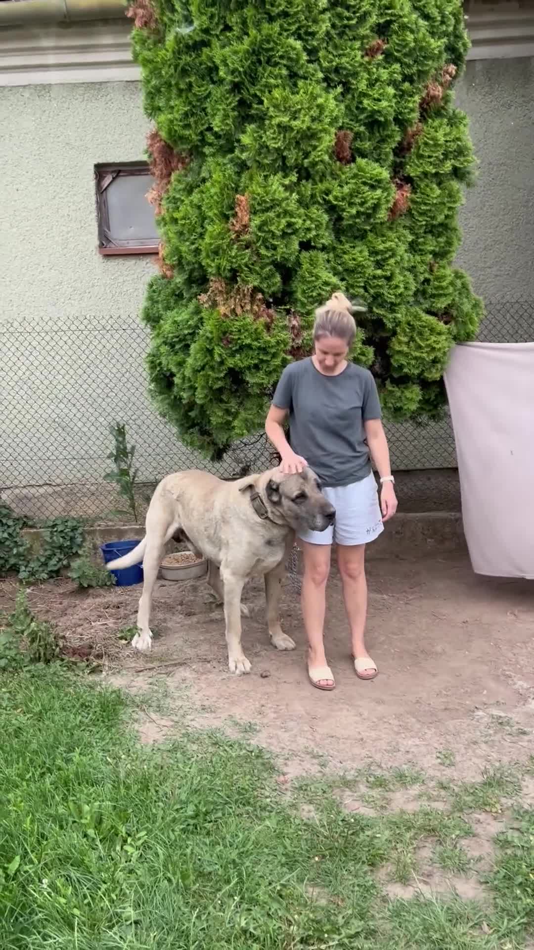 Anatolian Shepherd dogs for sale: Malakli Puppies - Video 3