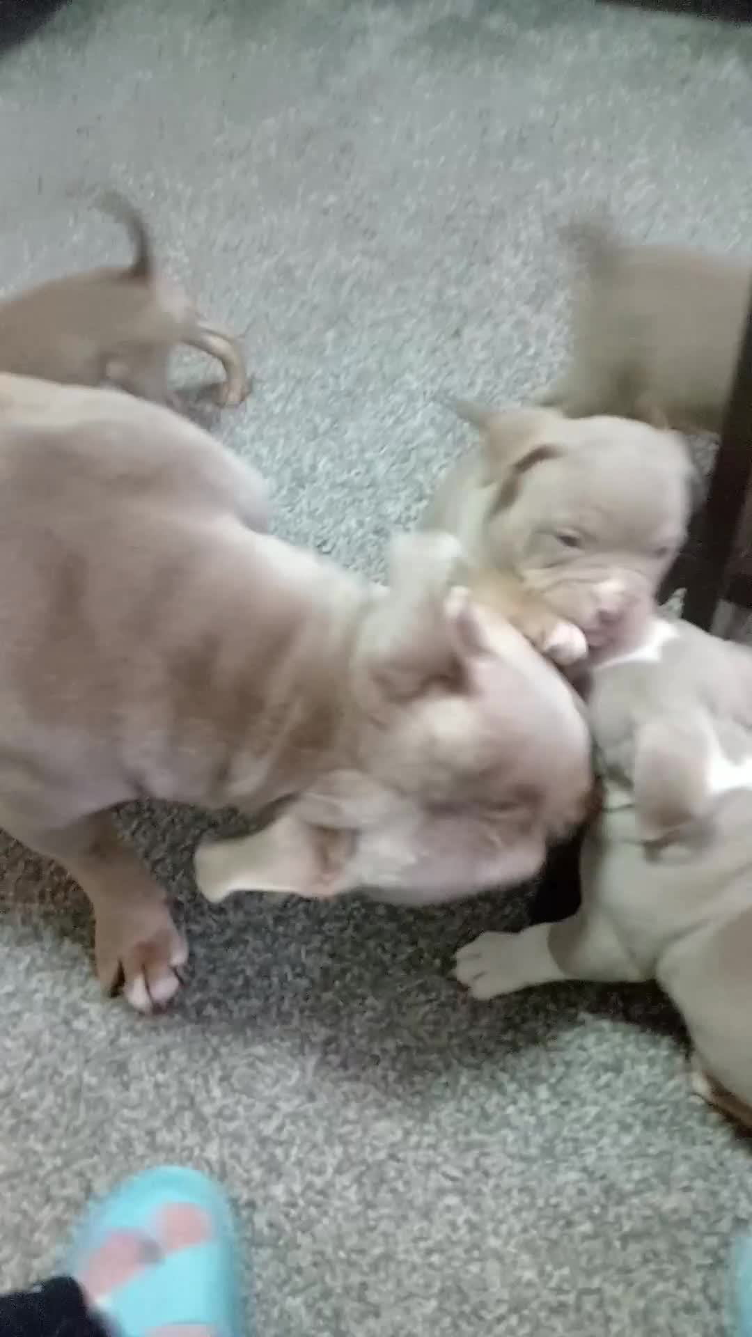 American Bully dogs for sale: Pocket bullies  - Video 1