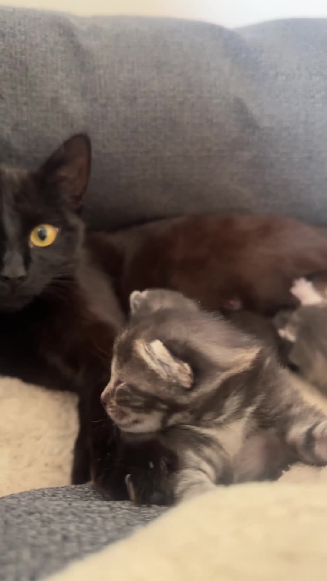 Bengal cats for sale: Silver Bengal x Bombay Kittens| Ready 9th July - Video 1