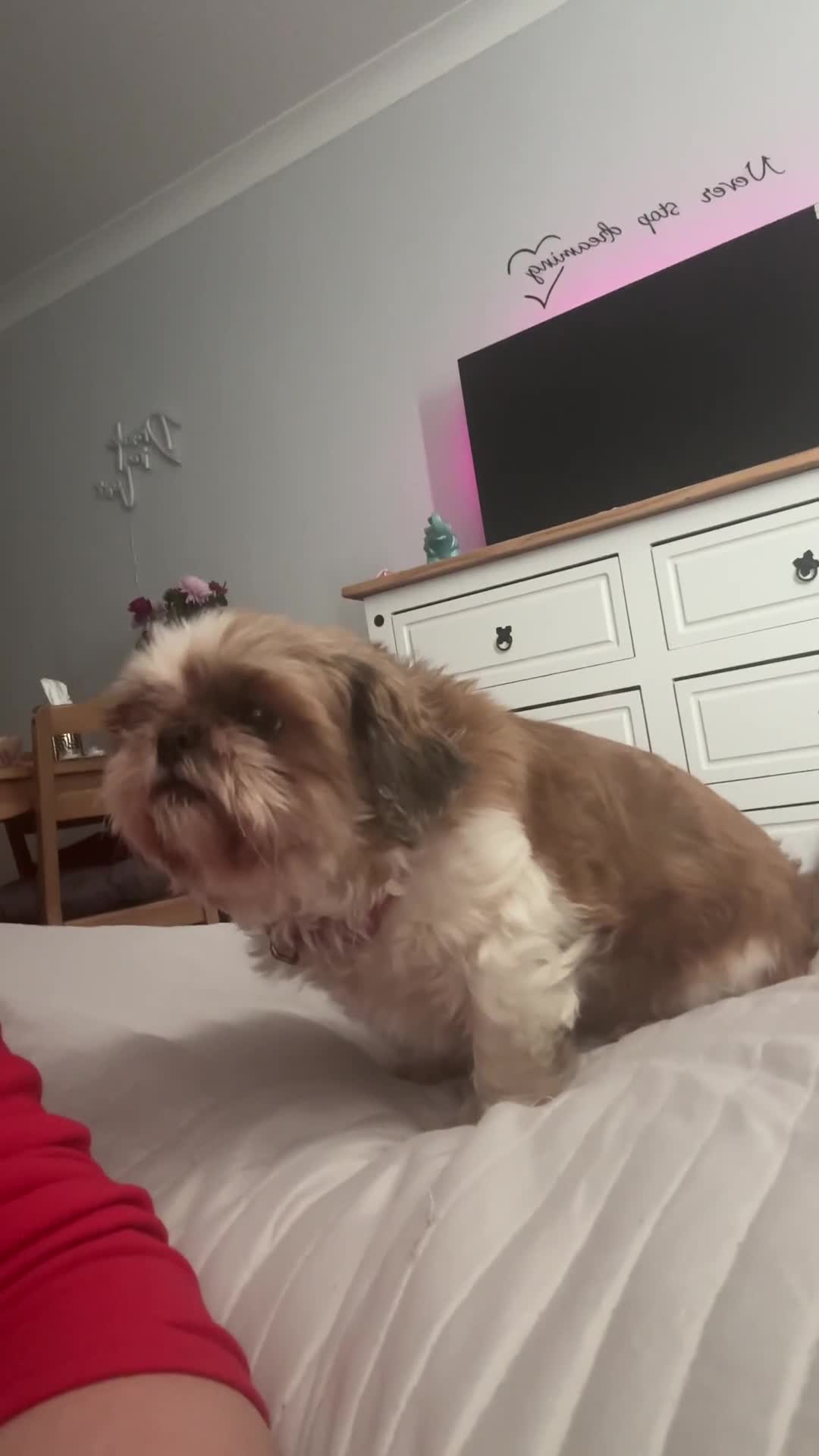Shih Tzu dogs for sale: Loving home needed for Czuczu in Poole - Video 1