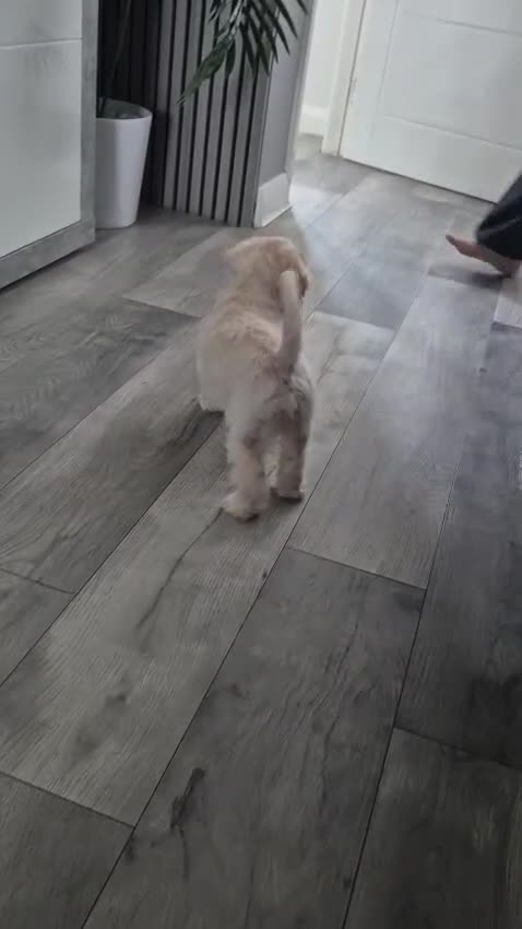 Cavapoochon dogs for sale: Lovely puppies looking for good home  - Video 1