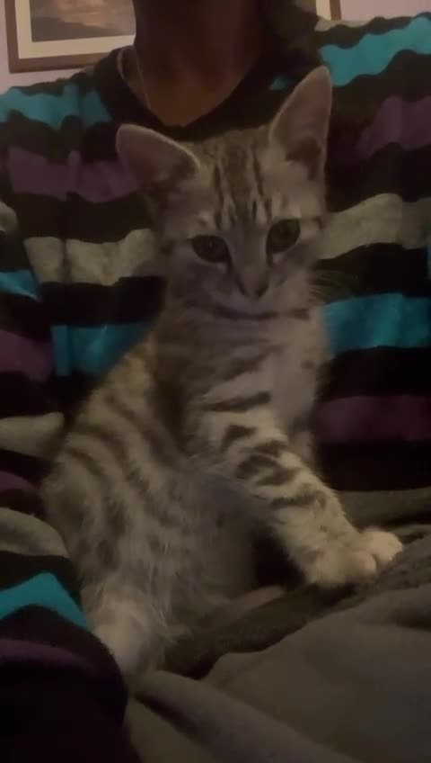 Mixed Breed cats for adoption: Rescue kitten needs home of his own - Video 1