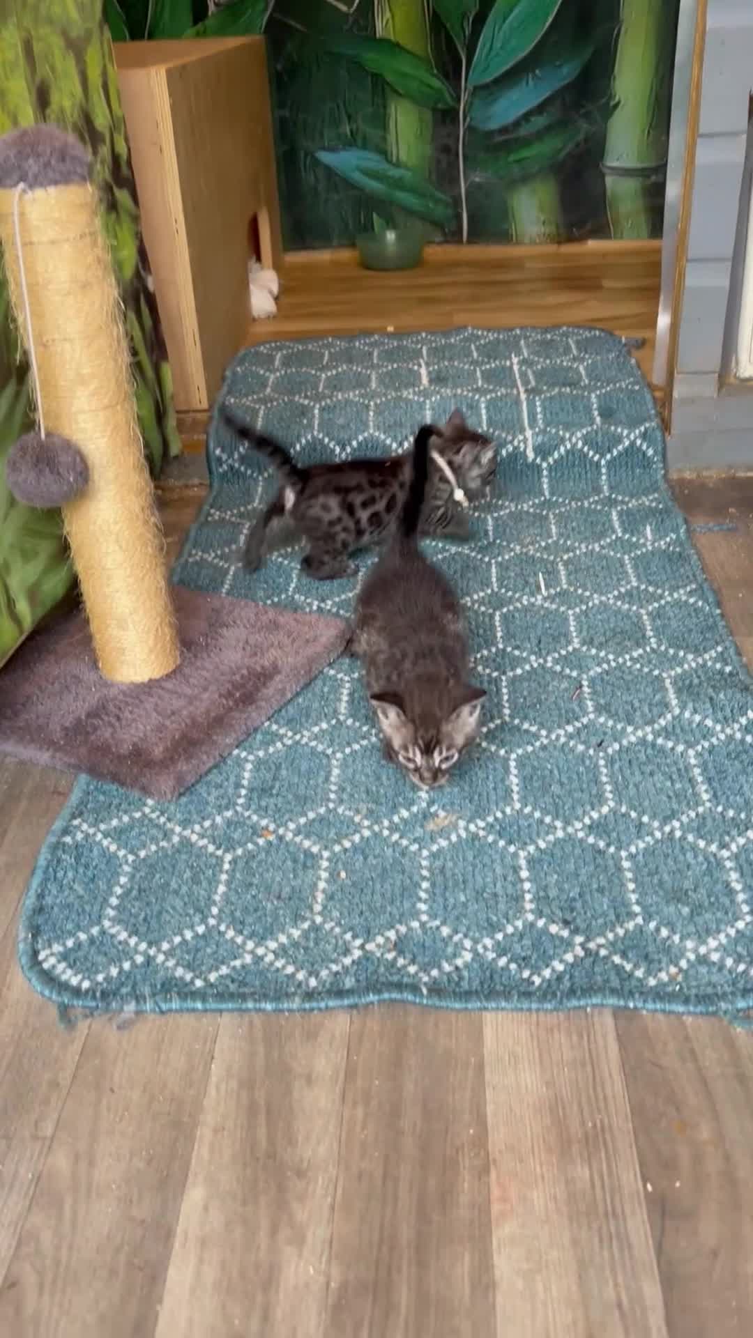 Bengal cats for sale: Rare Silver smoke Baby Bengals  in Stowmarket - Video 2