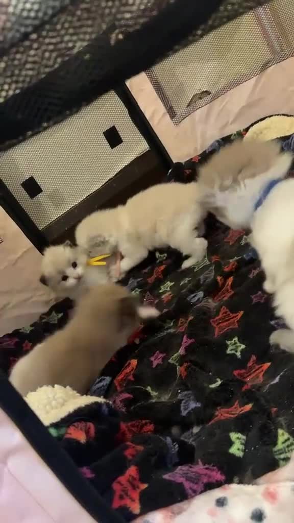 Ragdoll cats for sale: CollieKiss Ragdolls – Beautiful TICA Registered - Video 1
