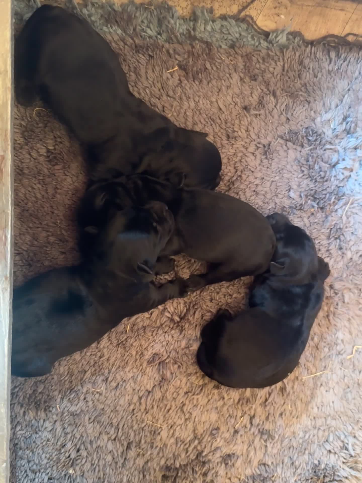 Scottish Terrier dogs for sale: Stunning Pedigree Scottish Terrier Puppies  - Video 2