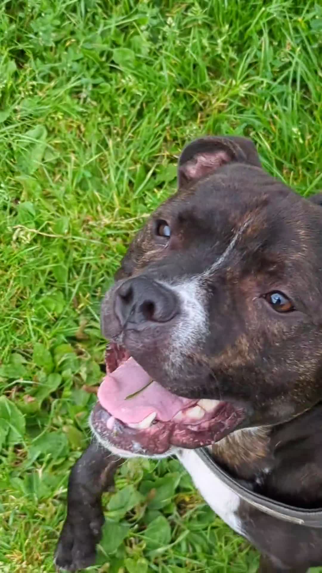 Staffordshire Bull Terrier dogs for sale: Male Staffy micro chipped ready for his new family - Video 1