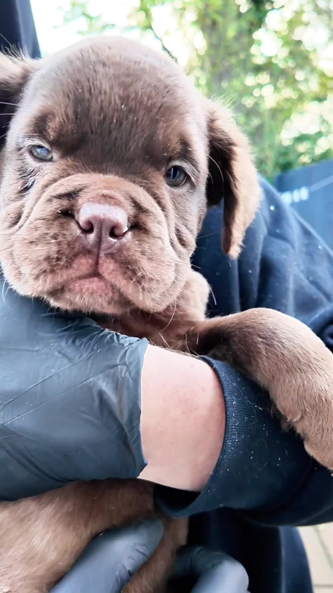 Old Tyme Bulldog dogs for sale: Fluffy Olde English Bulldogs – Ready Now 🏡 - Video 1