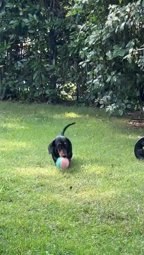 Dachshund dogs for stud: Malcolm - Video 3