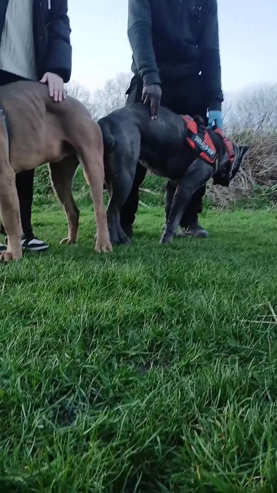 Cane Corso dogs for stud: Russian import cane corso - Video 3