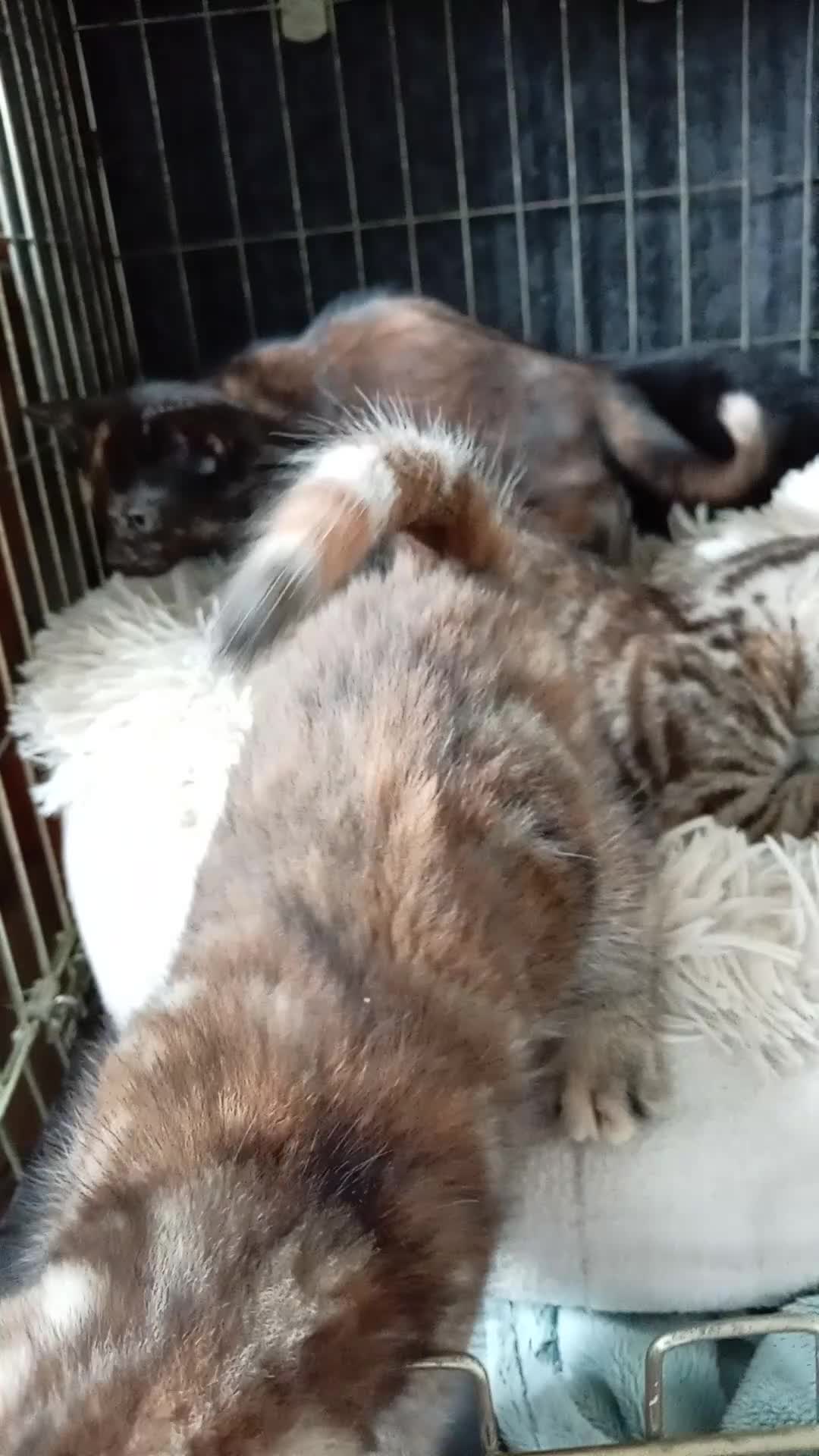Mixed Breed cats for sale: Kittens adorable  - Video 1