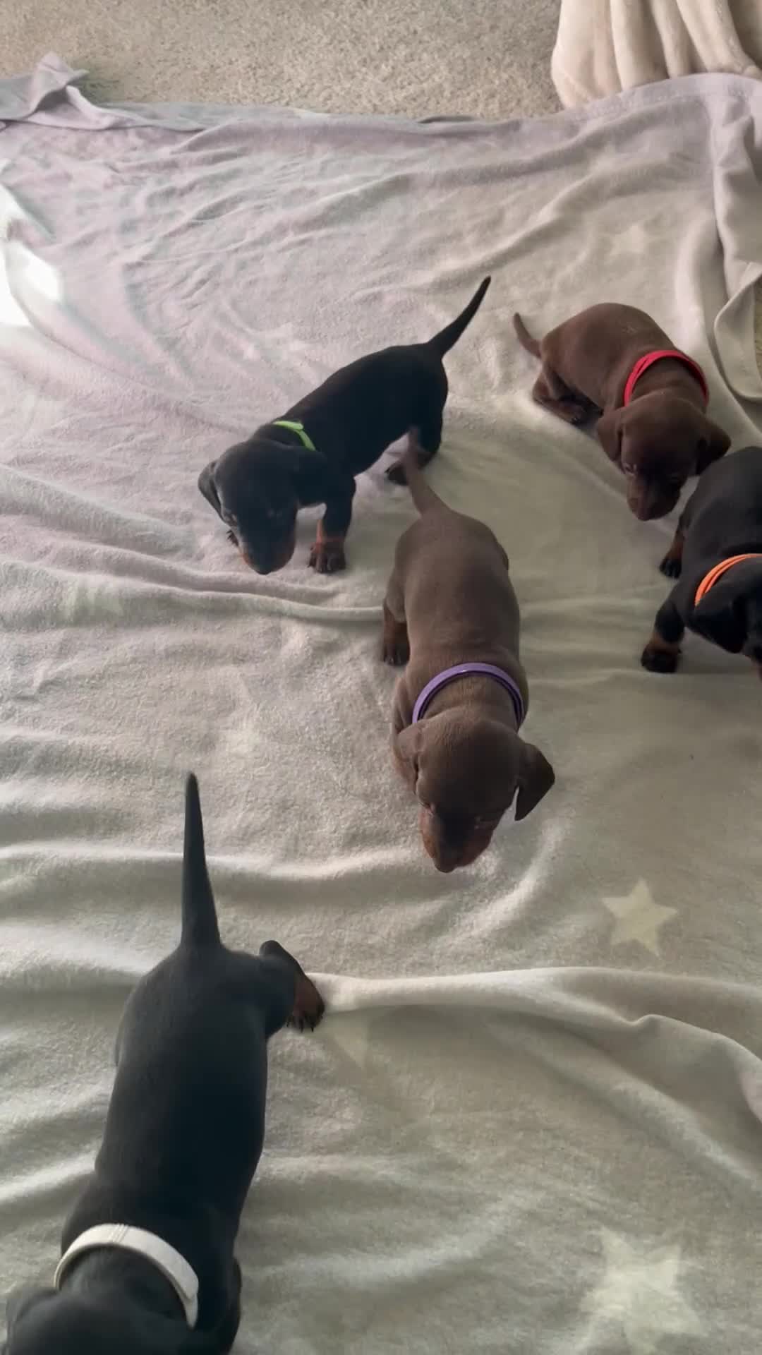 Miniature Dachshund dogs for sale: Beautiful Baby Sausages - Video 1