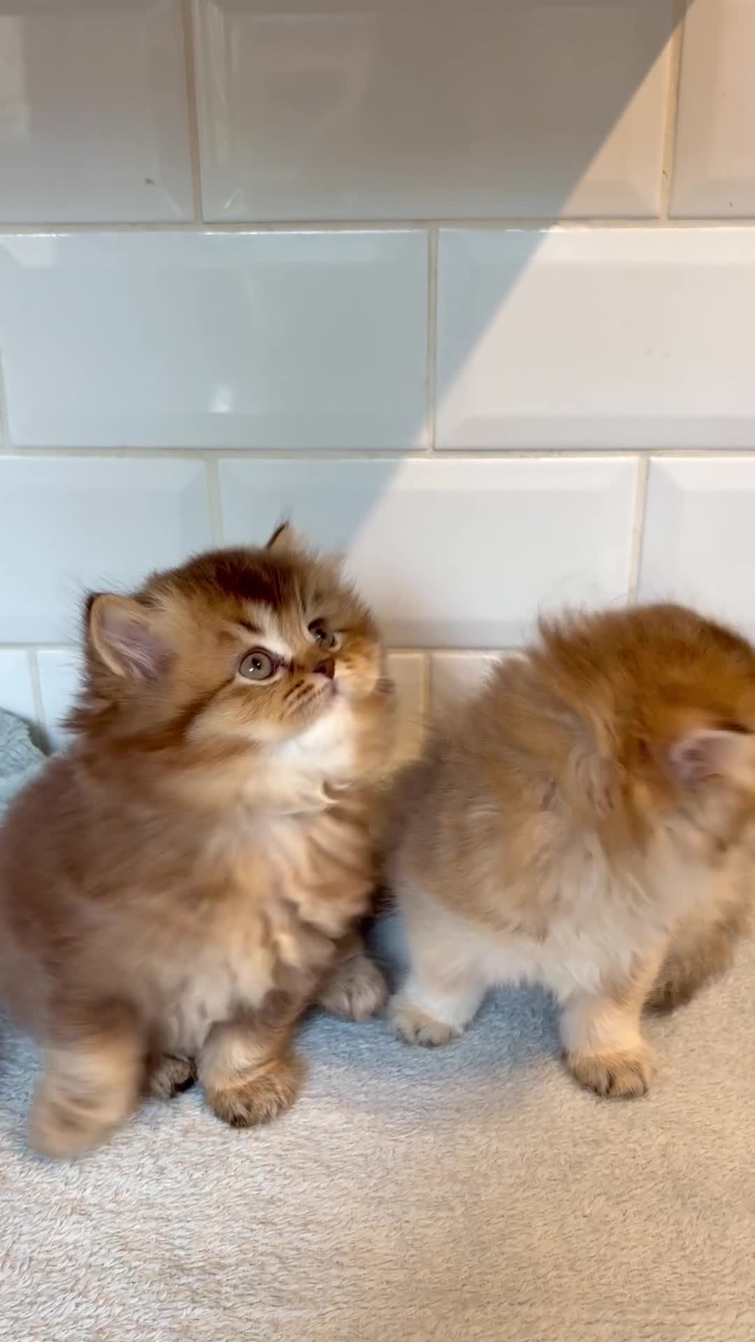 British Longhair cats for sale: Pedigree British longhair golden chocolate black - Video 1