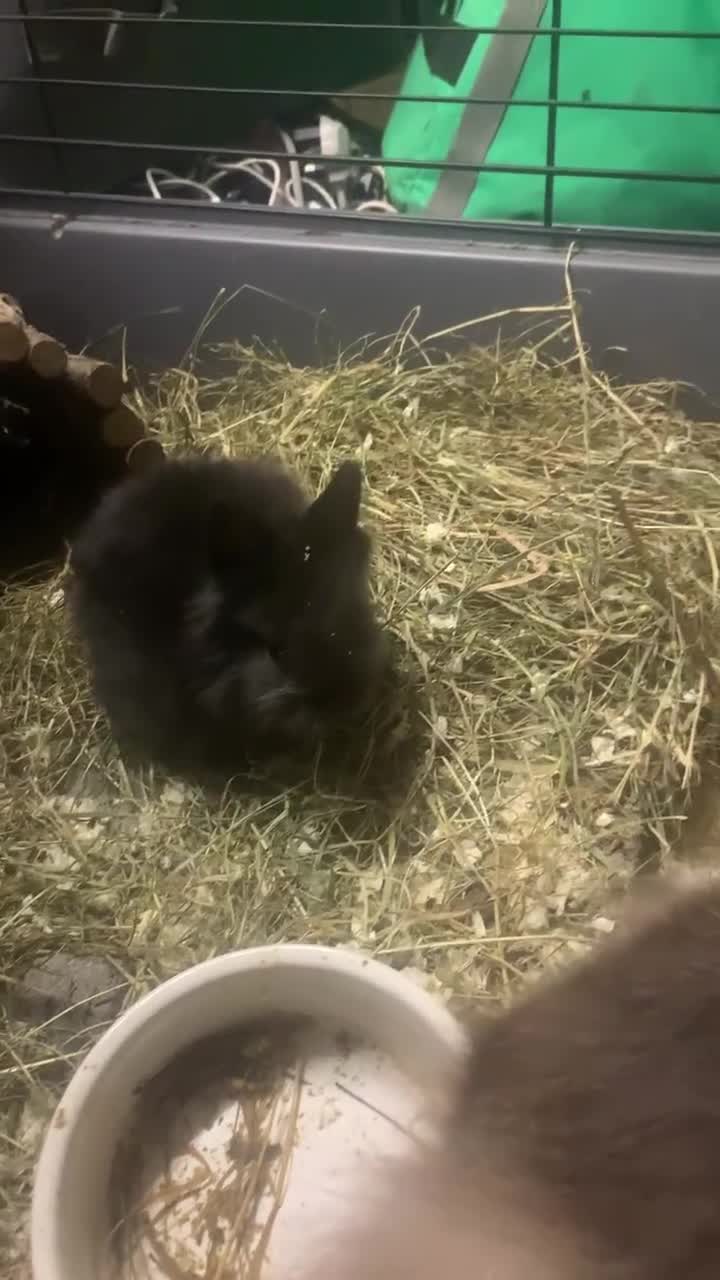 Lionhead rabbits for sale: Double mane lionhead bunny  - Video 2