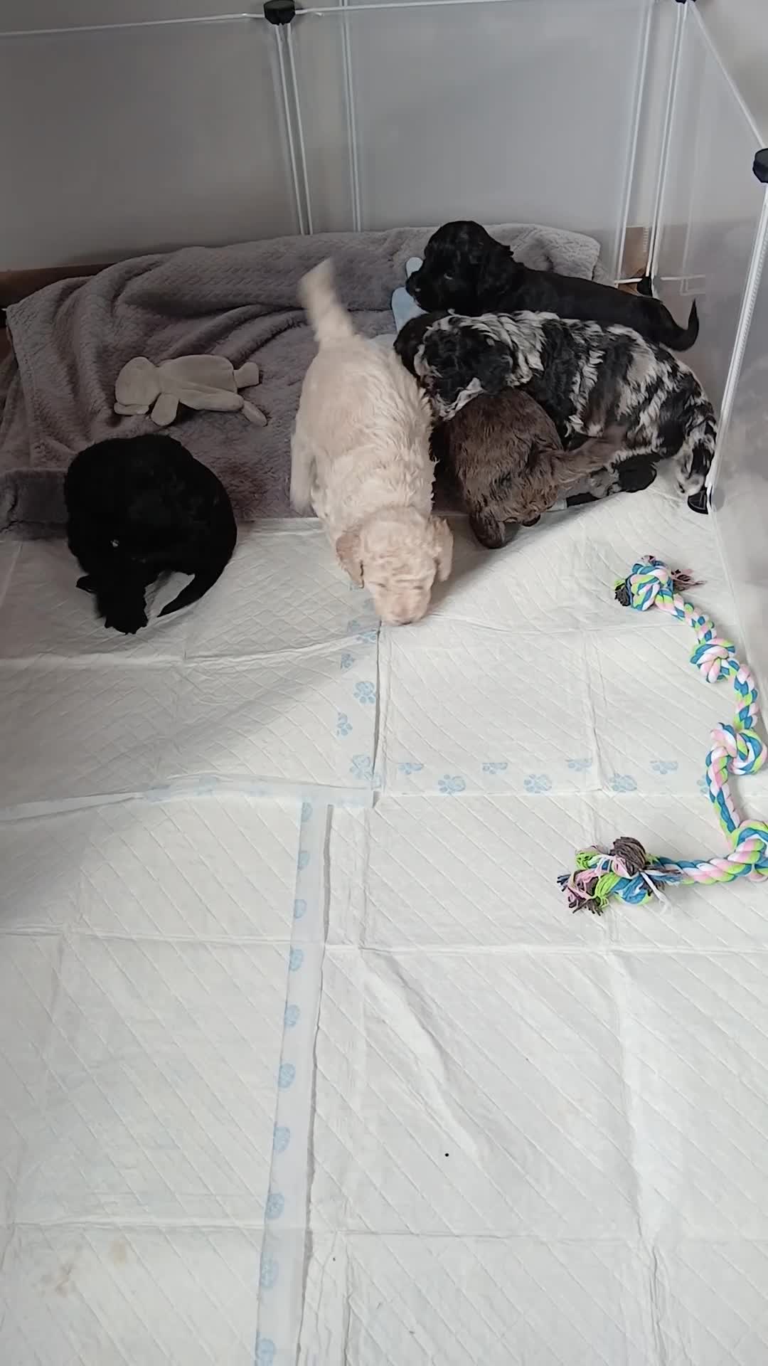 Cockapoo dogs for sale: 🐶Ready to leave this weekend!!Two boys left!!😍 - Video 2