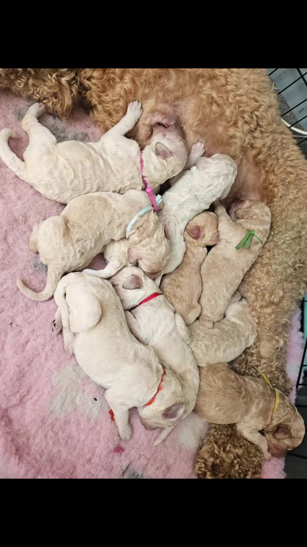 Standard Poodle dogs for sale: Kc Standard poodle puppies  - Video 1