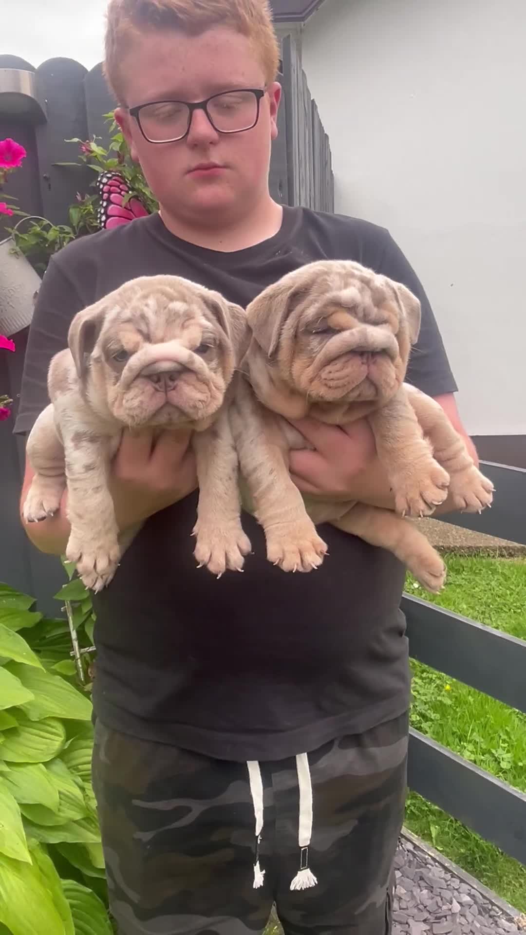 English Bulldog dogs for sale: English bulldog puppy Merle female  - Video 4