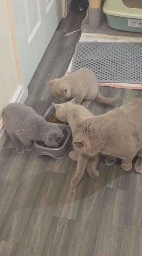 British Shorthair cats for sale: Beautiful British Champion Shorthair Kittens - Video 1