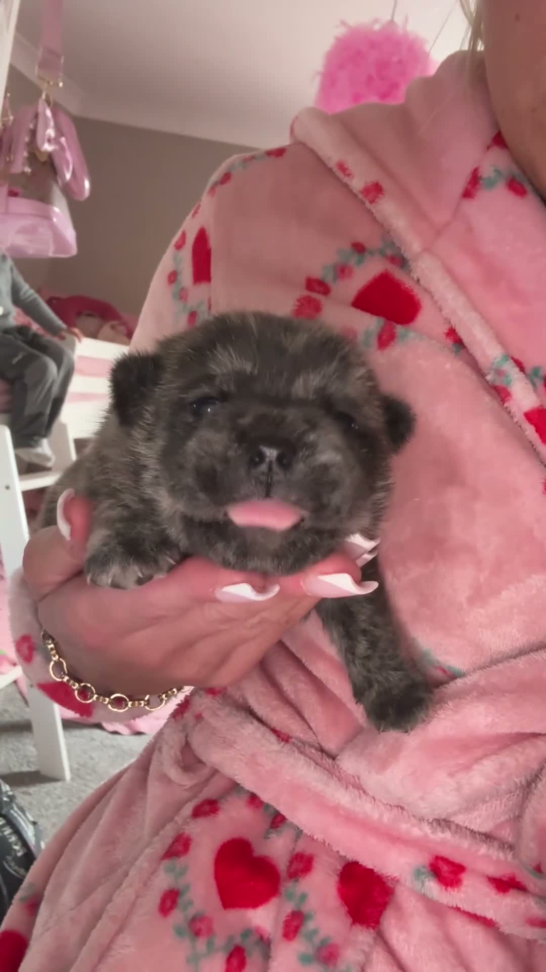 Mixed Breed dogs for sale: Pugitka  in Middlesbrough - Video 2