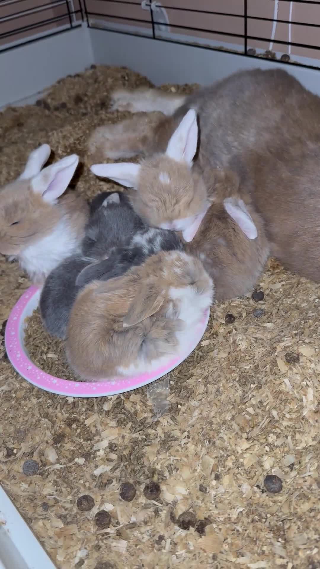 French Lop rabbits for sale: Giant French lops ready 10th may - Video 2