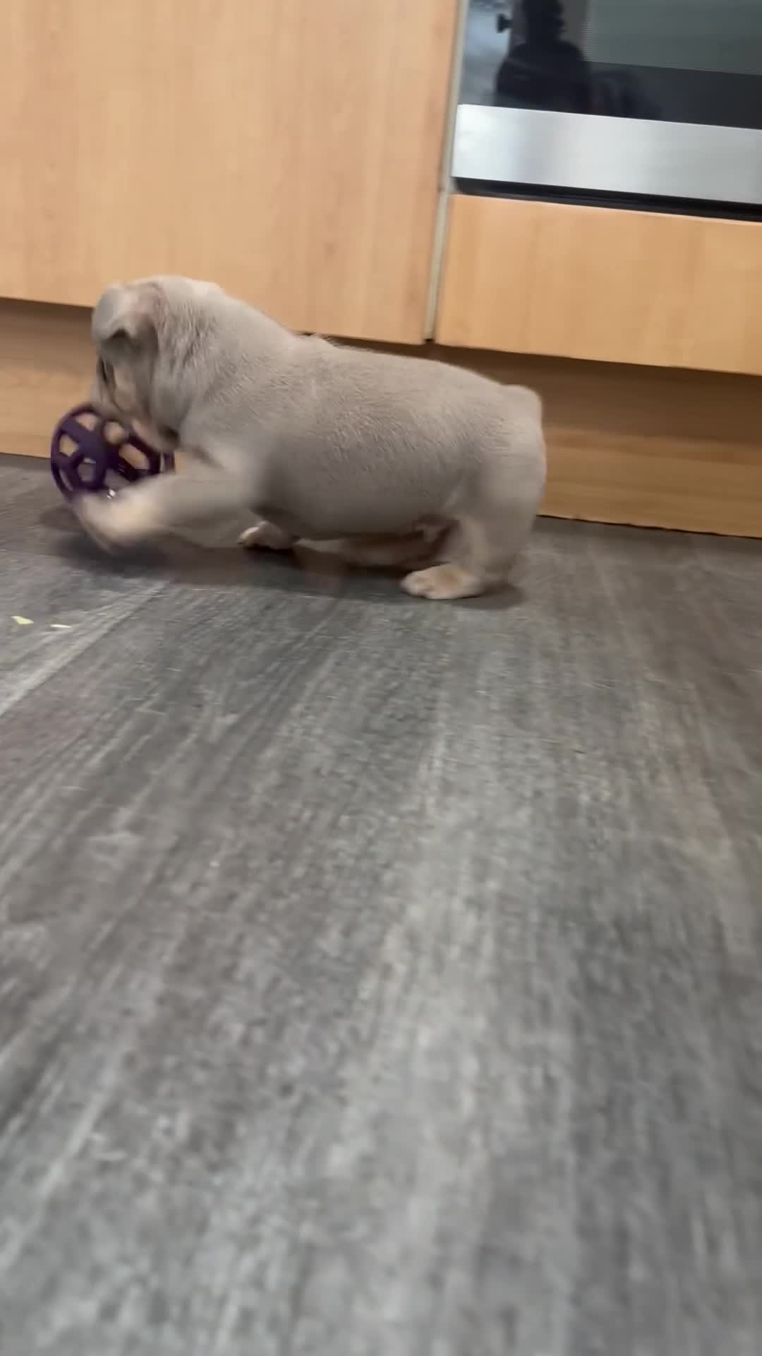 French Bulldog dogs for sale: Exotic French Bulldog Puppies  - Video 1