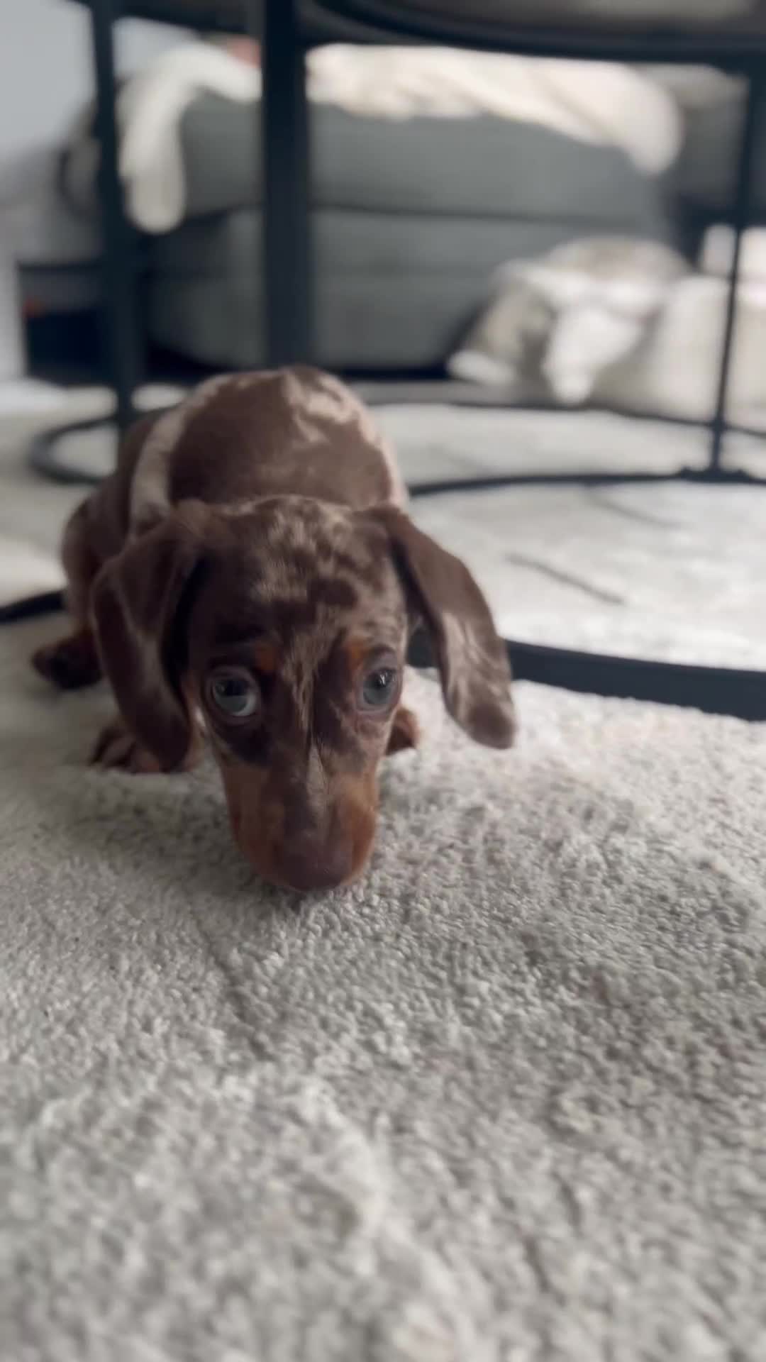 Miniature Dachshund dogs for sale: Dapple miniature dachshund  - Video 1