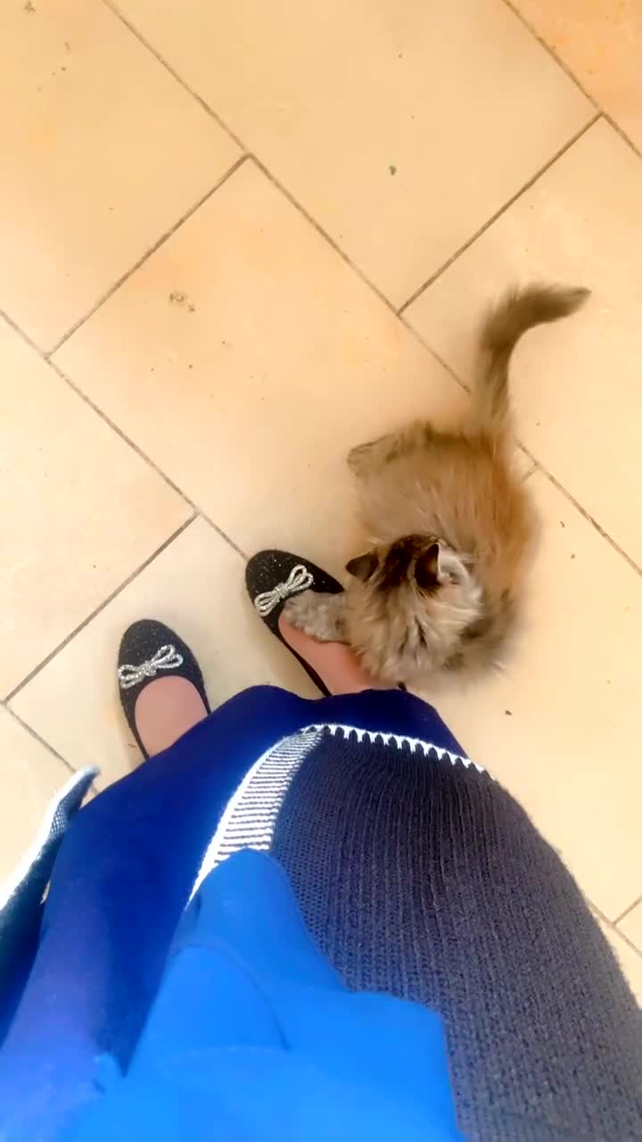 Persian cats for sale: Beautiful Persian Chinchilla  - Video 3