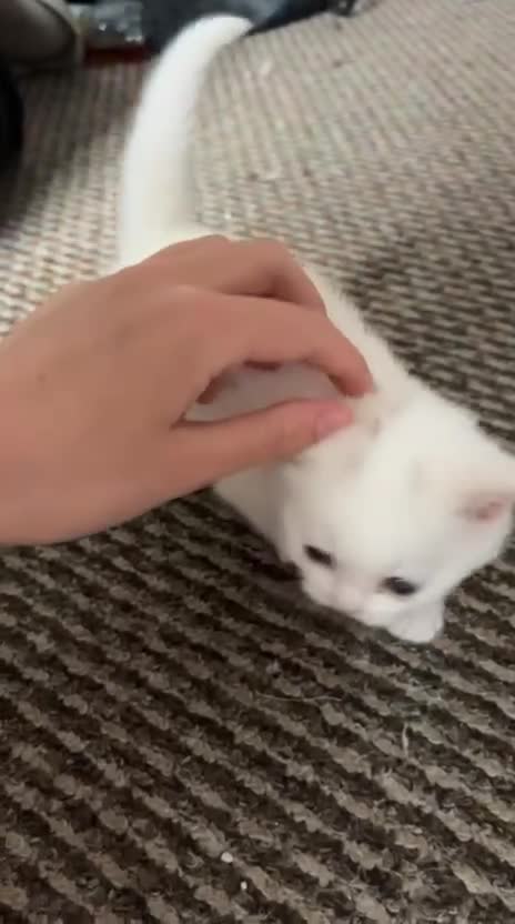 British Shorthair cats for sale: Kitten for sale  - Video 2