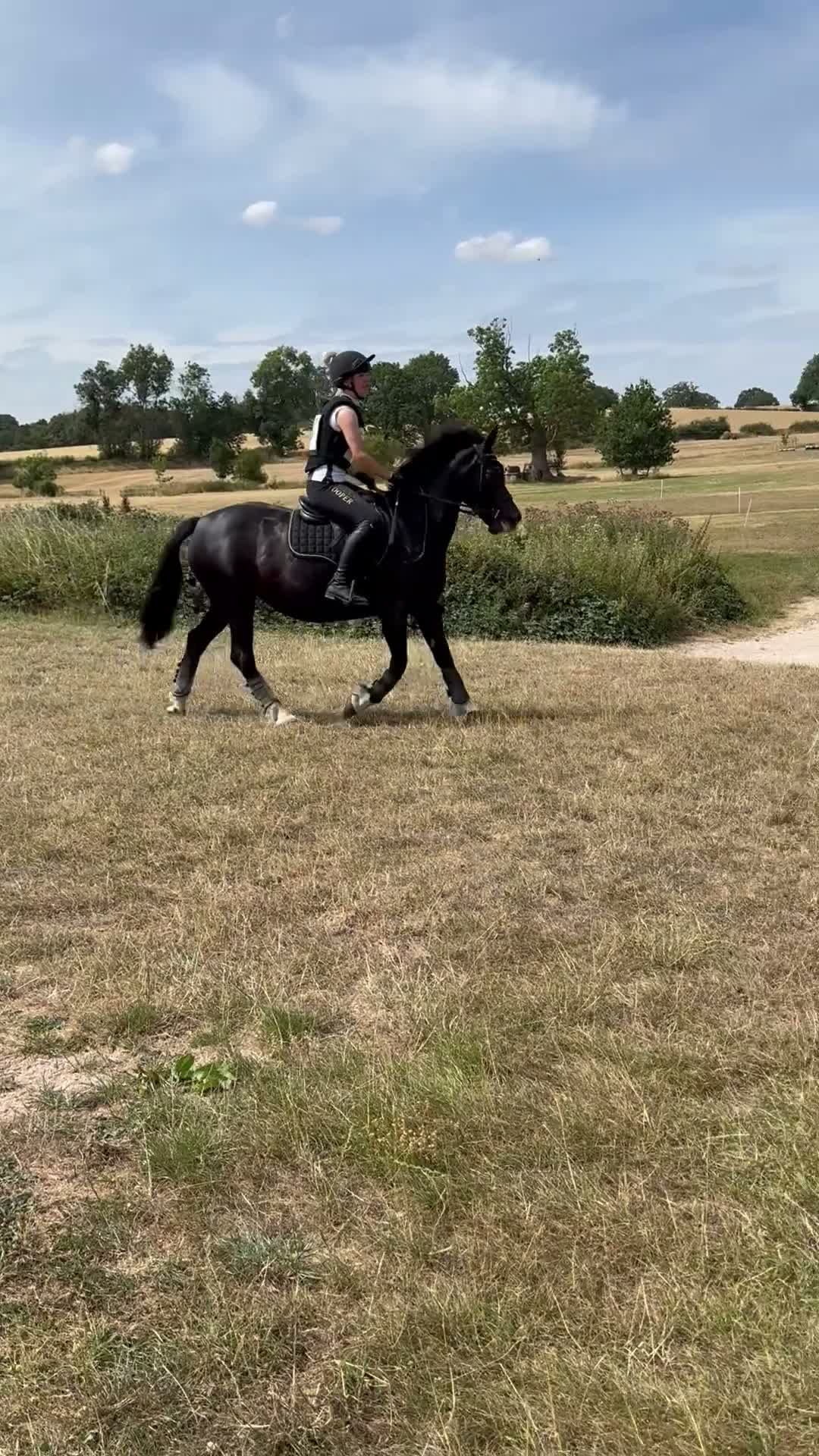 Welsh Section D horses for sale: Genie Welsh Section D 14.2 mare pony club in Burton-on-Trent - Video 3
