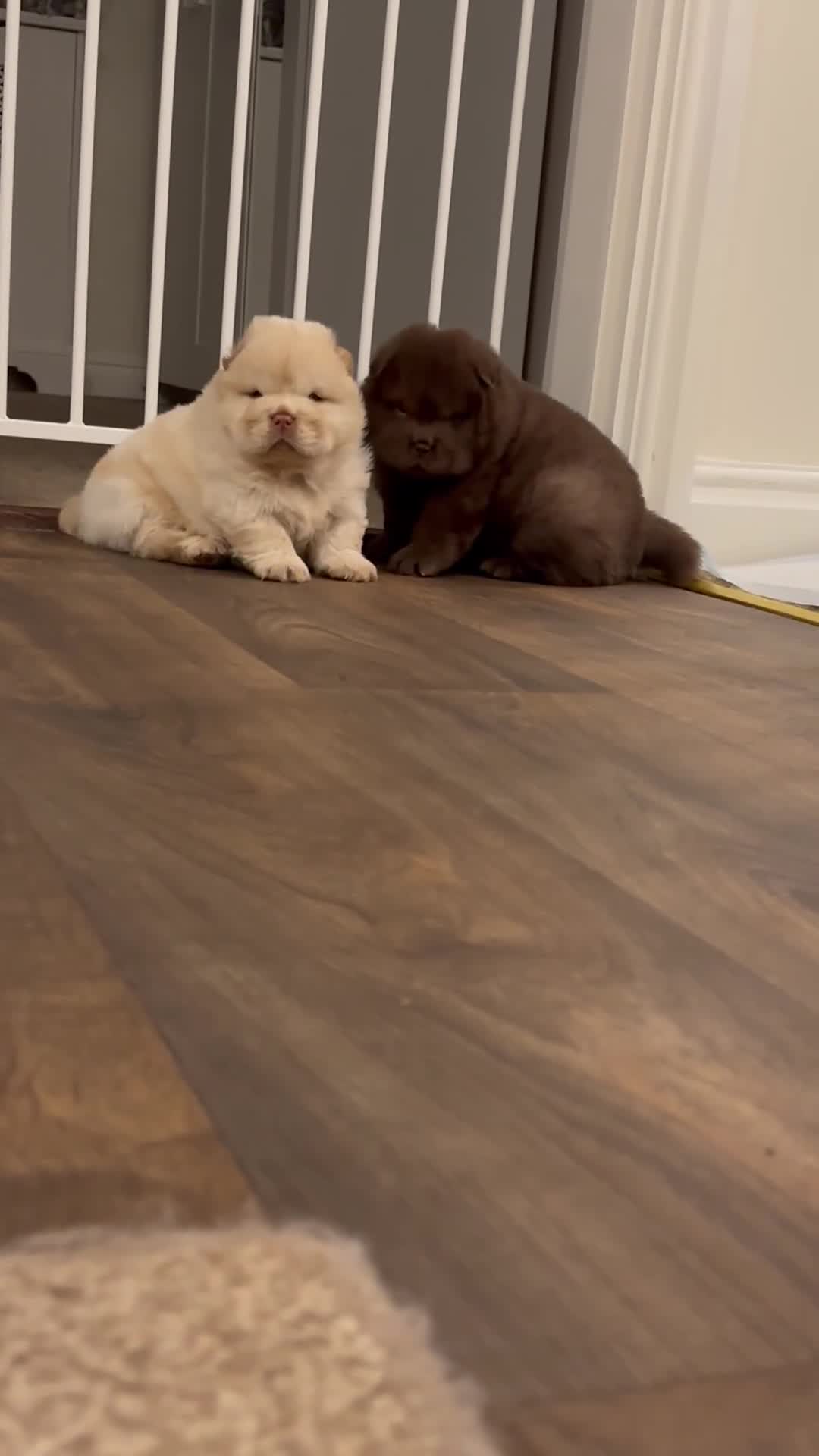 Chow Chow dogs for sale: Outstanding Baby Bears - Video 2