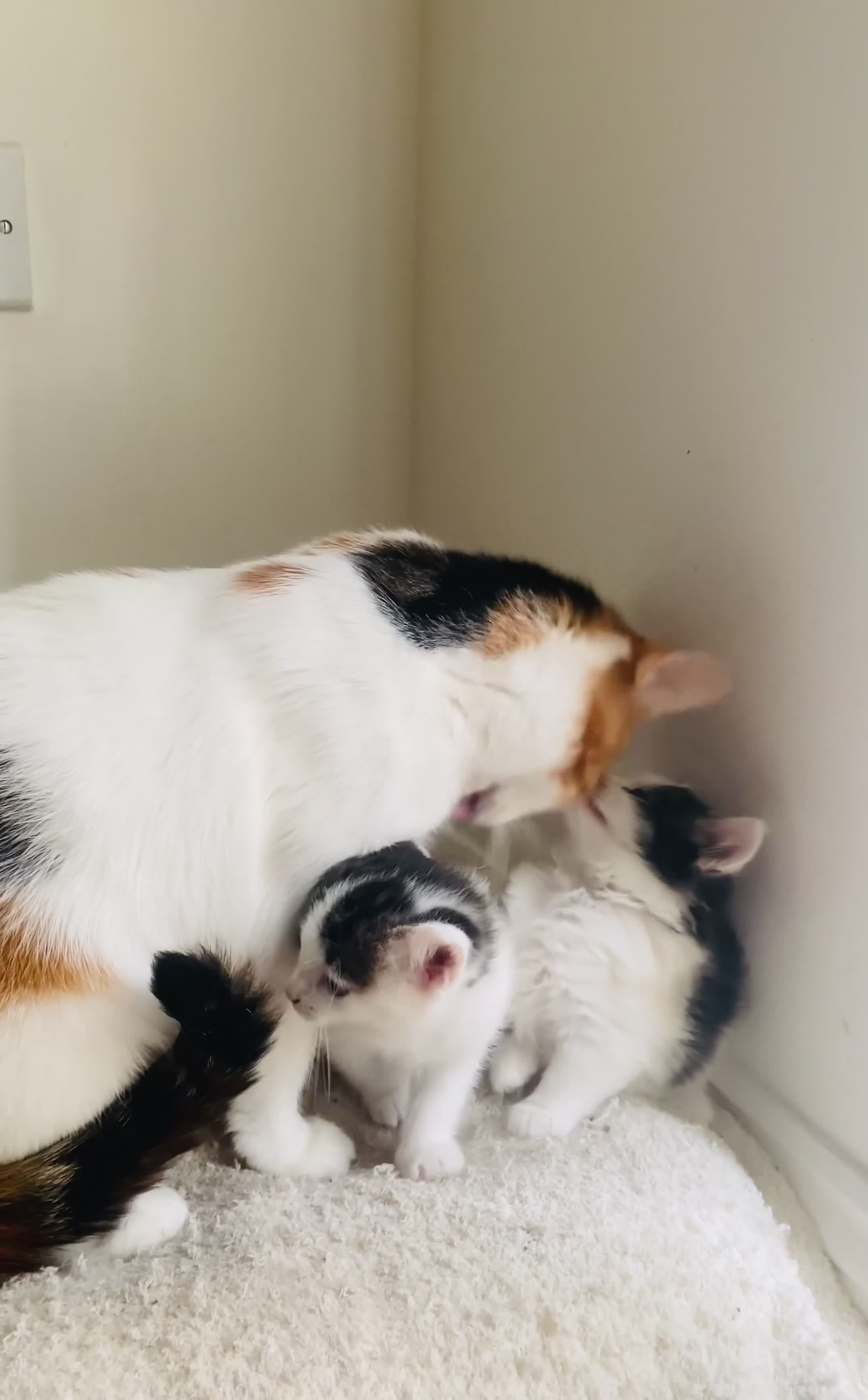 Mixed Breed cats for sale: Calico kitten  - Video 1