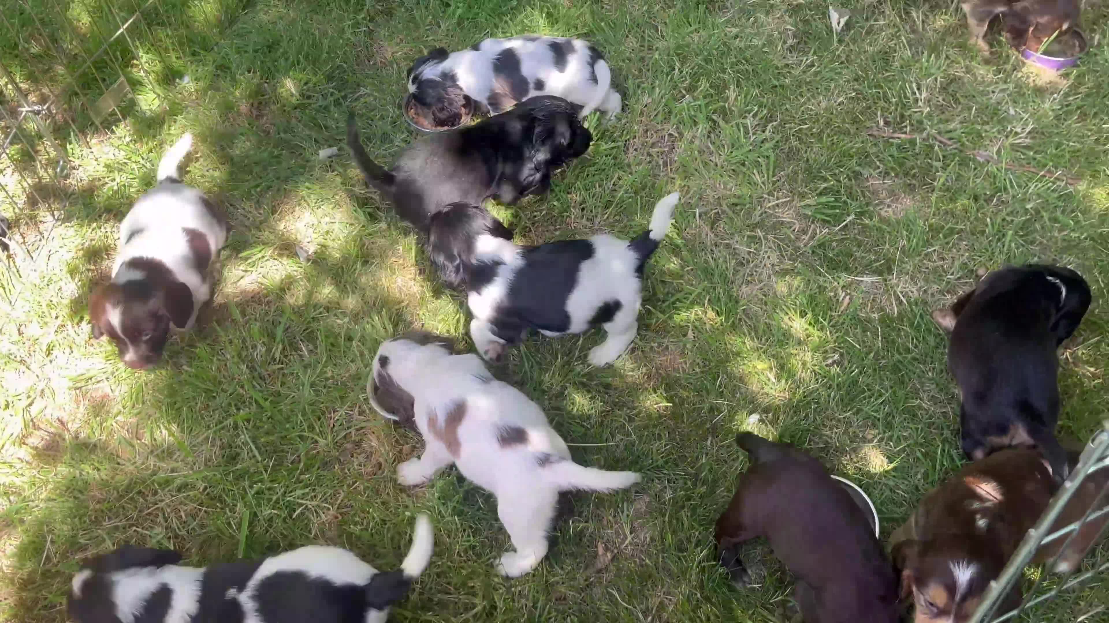 Cocker Spaniel dogs for sale: 2 Beautiful girls left! Ready to leave - Video 2