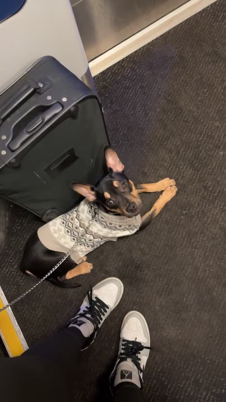 Mixed Breed dogs for sale: Doberman mixed breed male 3 months - Video 4