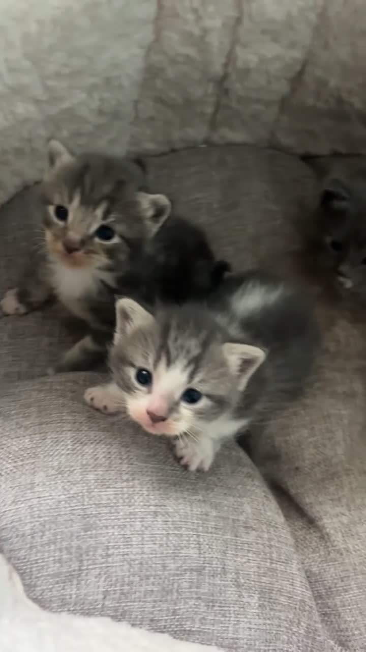 British Shorthair cats for sale: Beautiful girl kitten in Coventry - Video 1