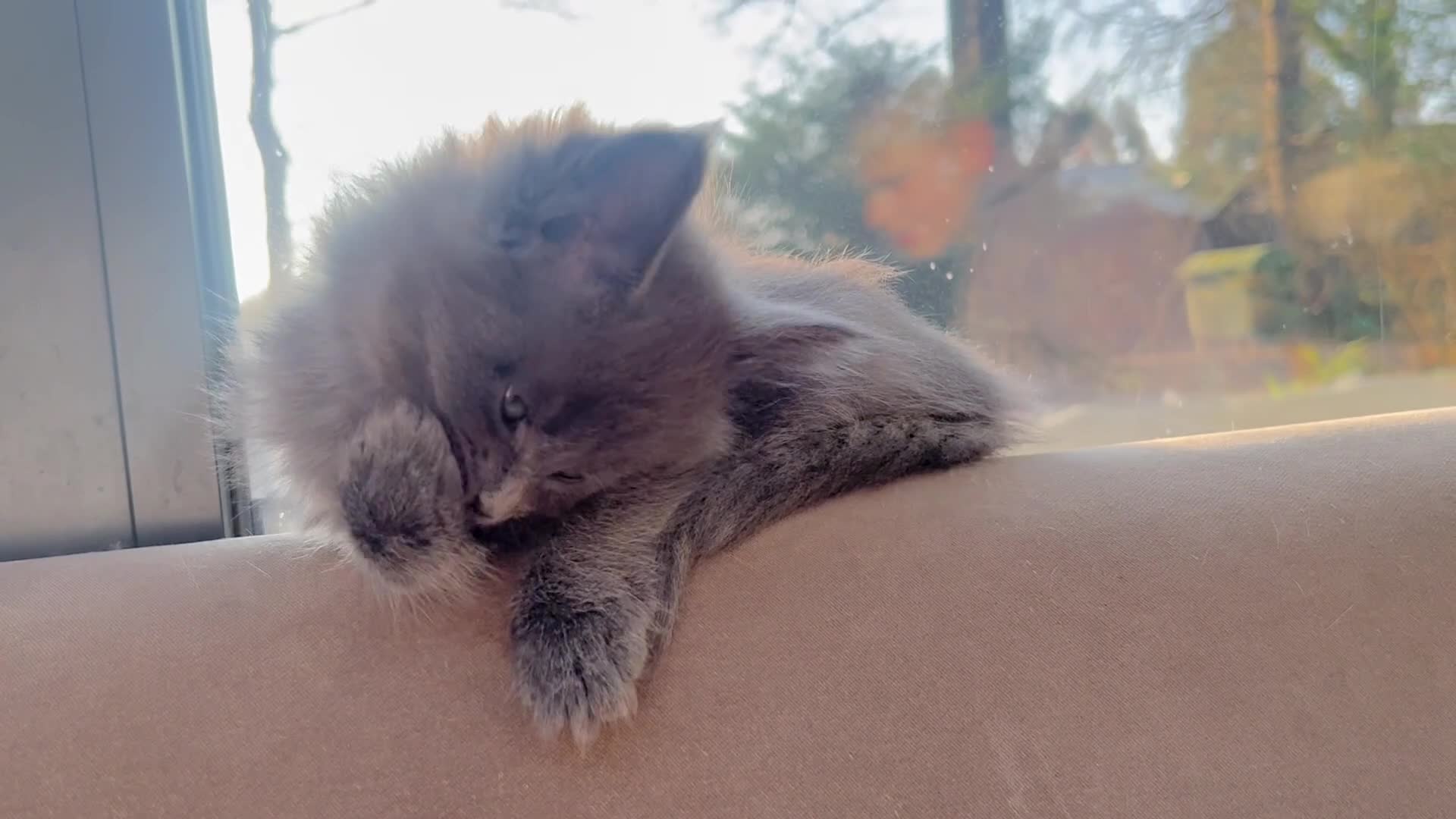Maine Coon cats for sale: Exceptional blue-smoke Maine Coon Kittens 🔥  - Video 2