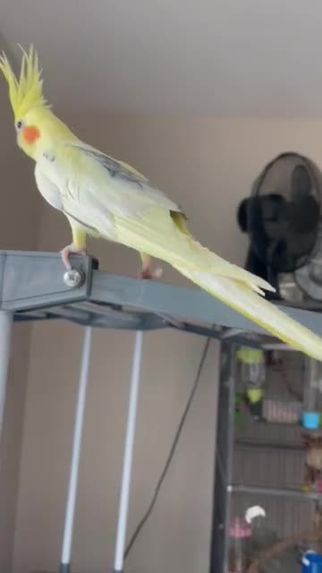 Cockatiels birds for sale: Loving male cockatiel looking for home in Reading - Video 4